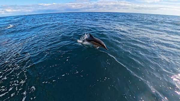 Delfin im Wasser