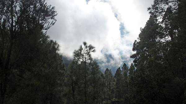 Wald auf Teneriffa