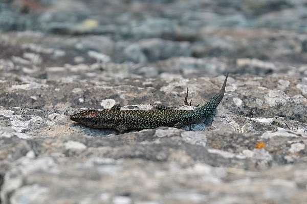 Salamander auf Port Santo 