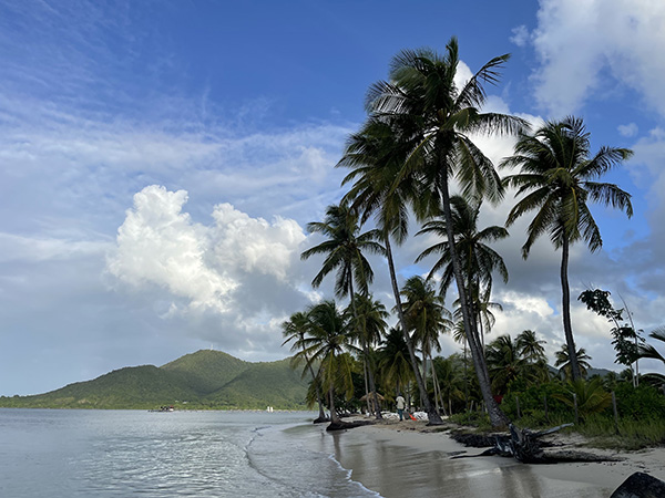 Strand und Palmen