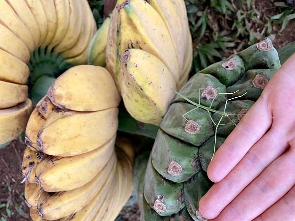 Da krabbelt eine Stabheuschrecke aus den eben geernteten Bananen