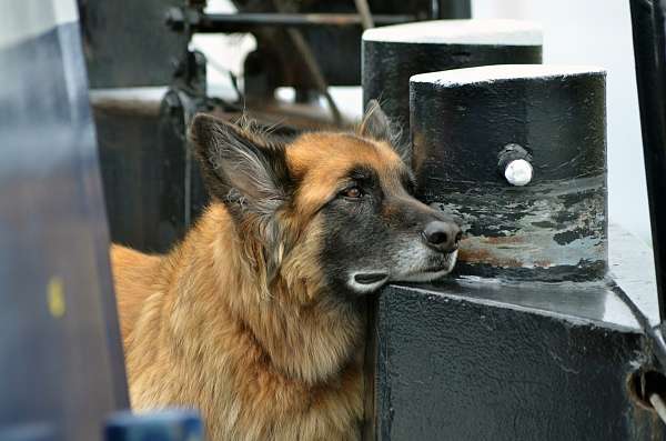 Bordhund Sep blickt in die Ferne