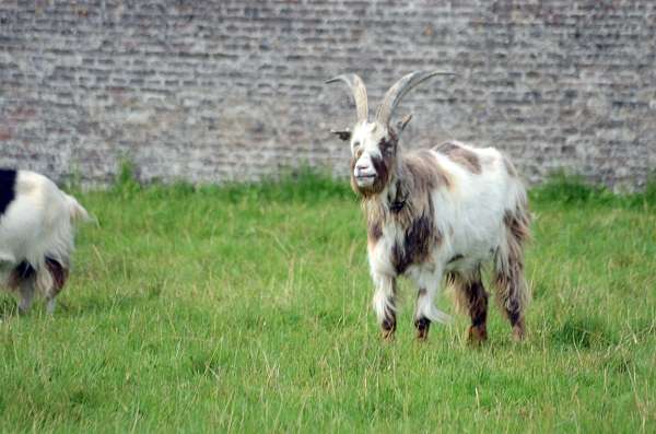 Ziege auf einer Wiese